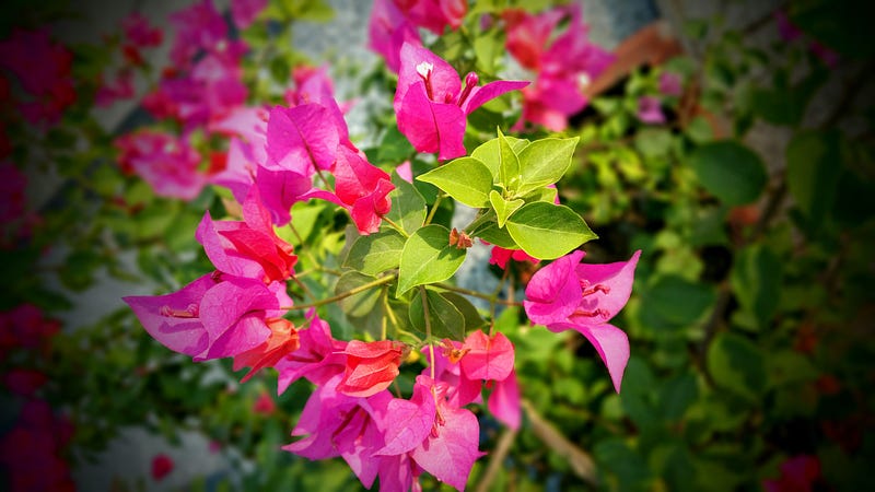 401(k) Loan Offset: Balancing Immediate Needs and Long-Term Goals