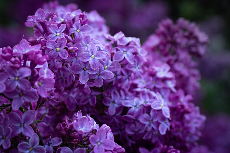 457(b) vs. 401(k): Understanding the Key Differences for Your Retirement