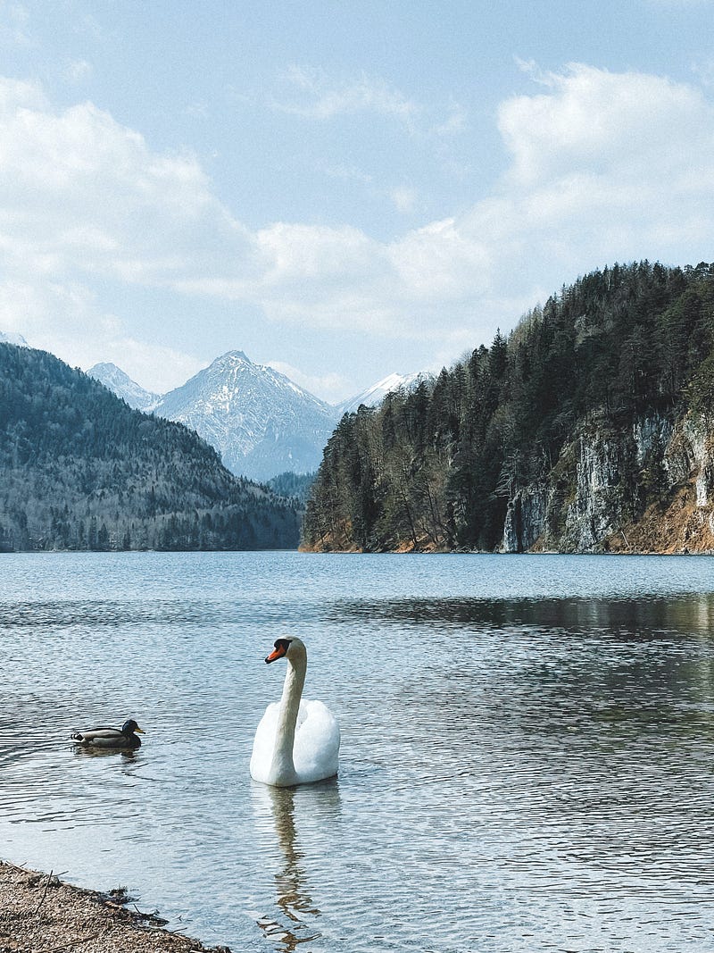 The High Earner’s Guide to 401(k) Limits: Balancing Contributions and Regulations