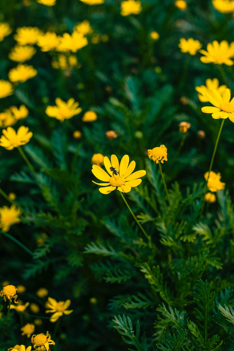 Annuities Under the Microscope: Why They Often Get Negative Press