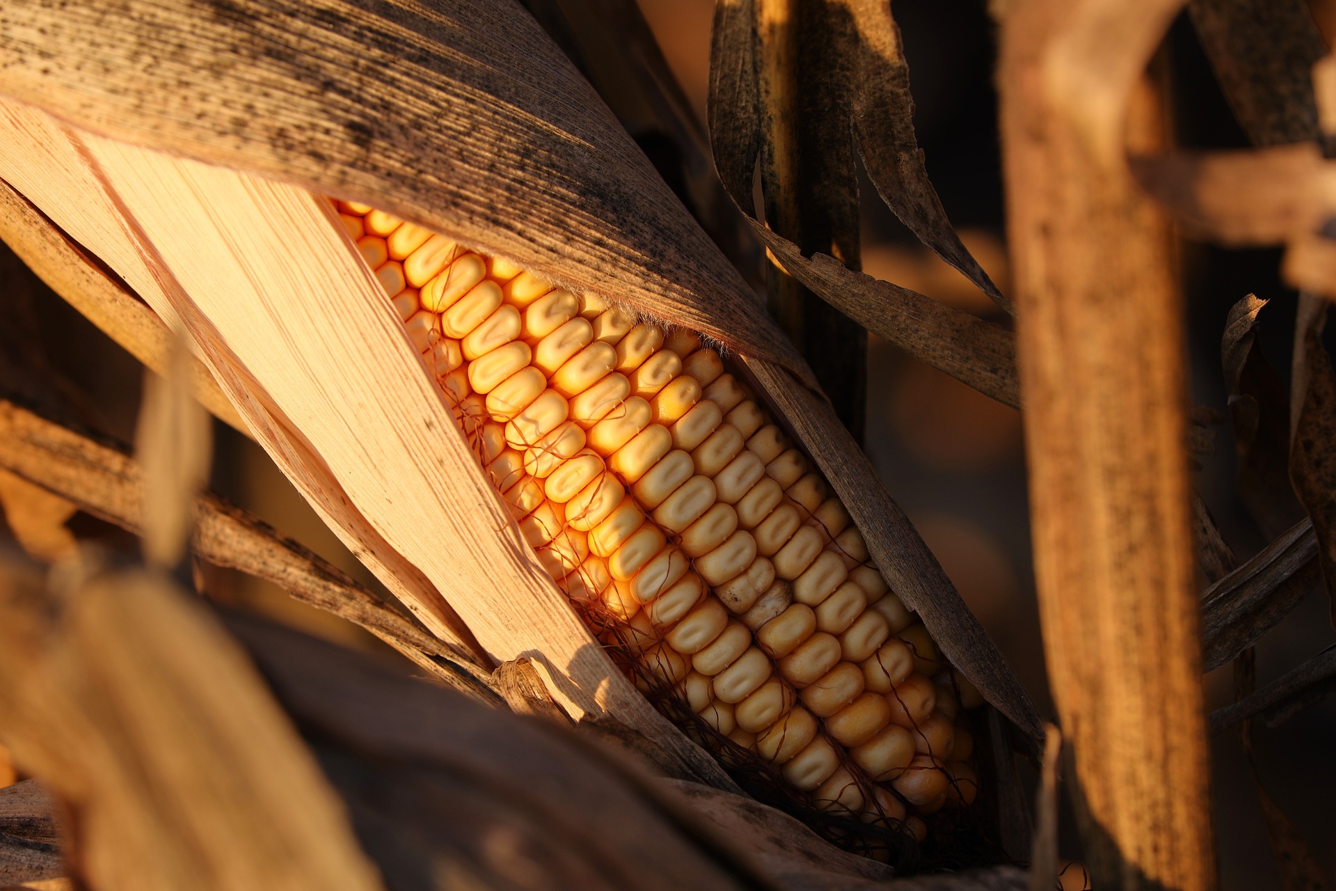 Everything You Need to Know About Medicaid and 401(k) Accounts