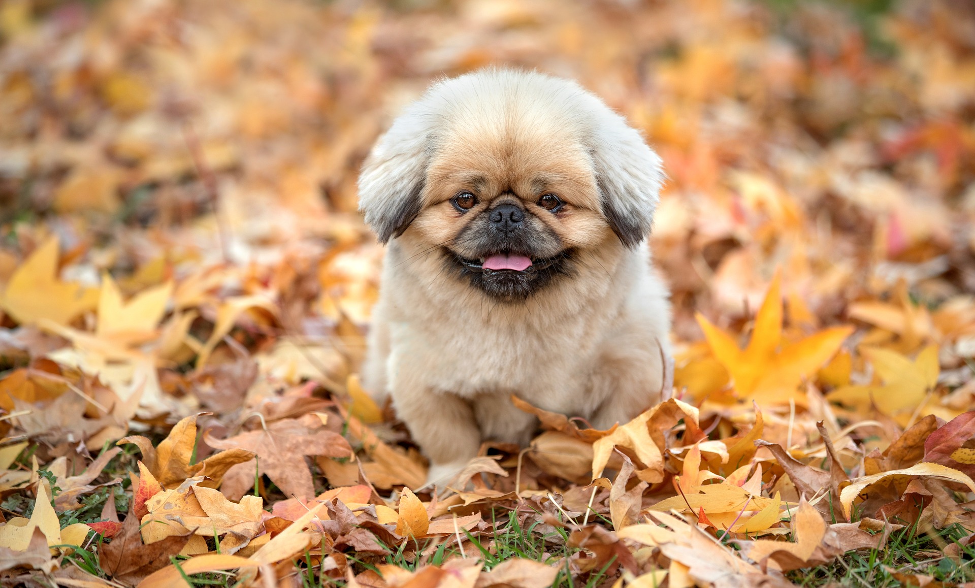 How to Maximize Your Pension for a Comfortable Retirement