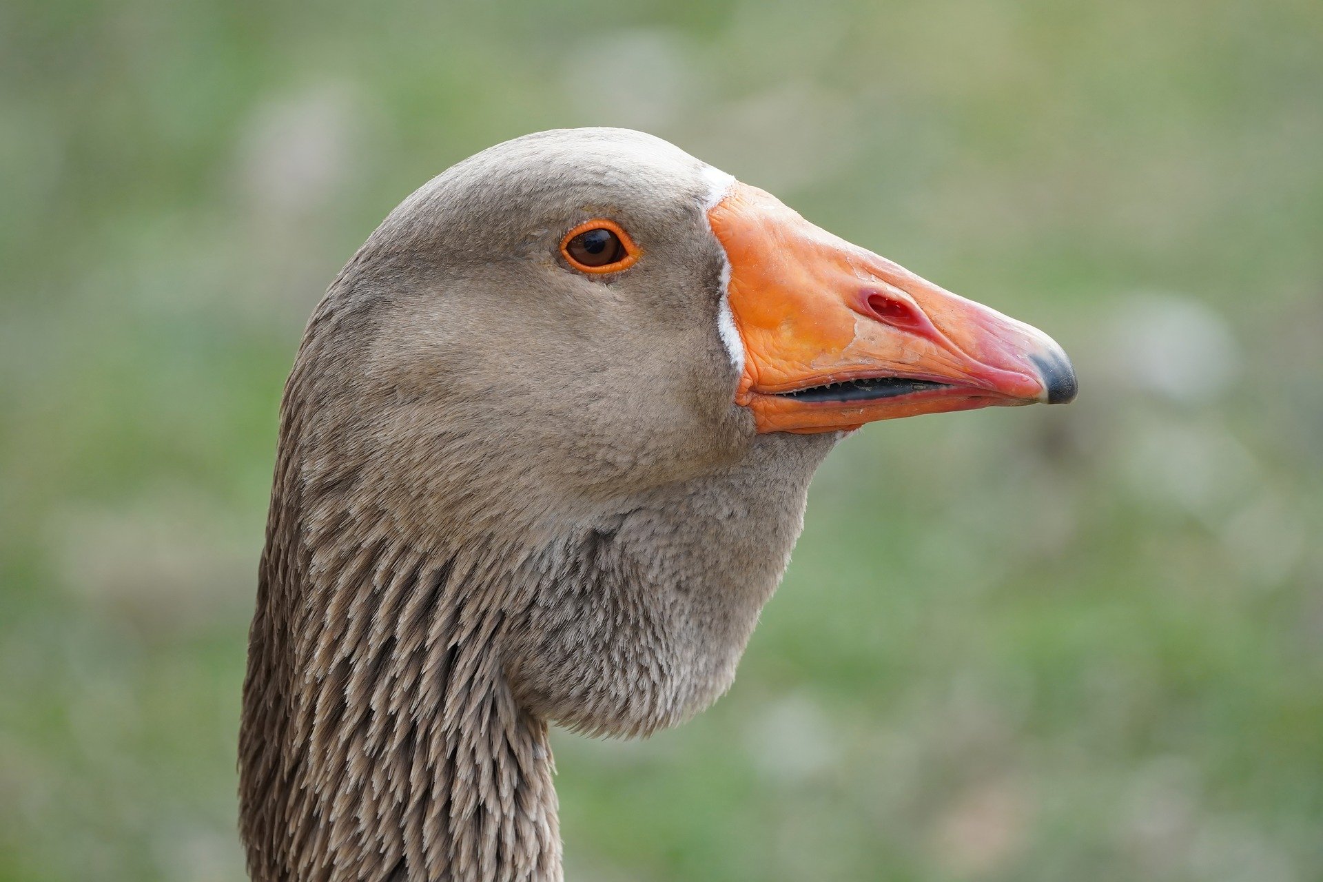 Should You Choose Medicare Advantage or Stick with Original Medicare?