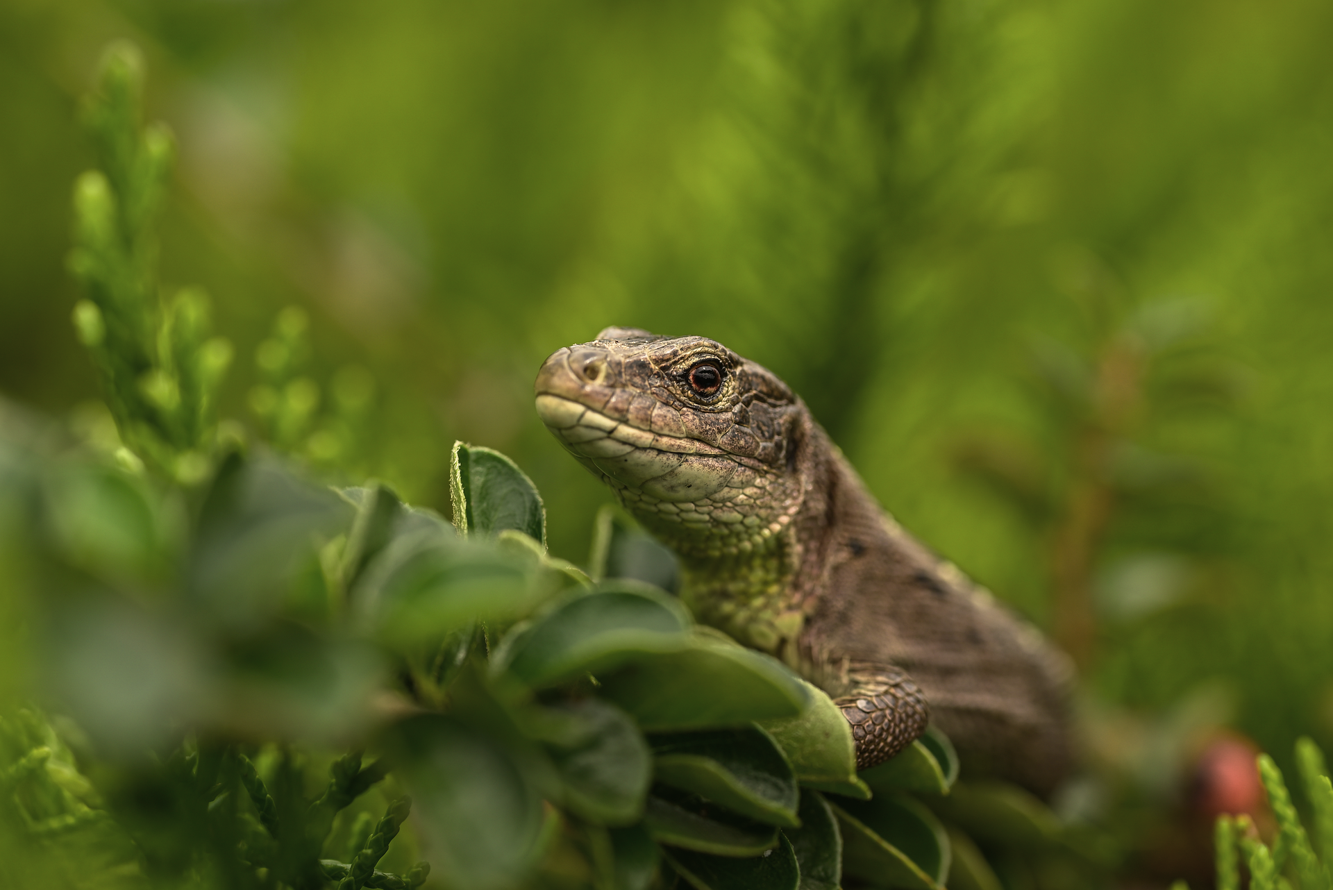 What Happens to Your Pension in a Divorce?