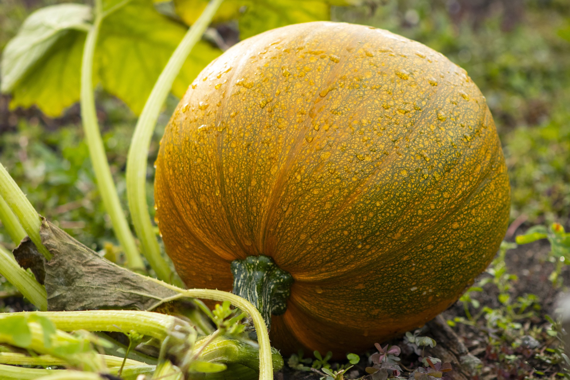 Medicare Myths Debunked: What Seniors Get Wrong