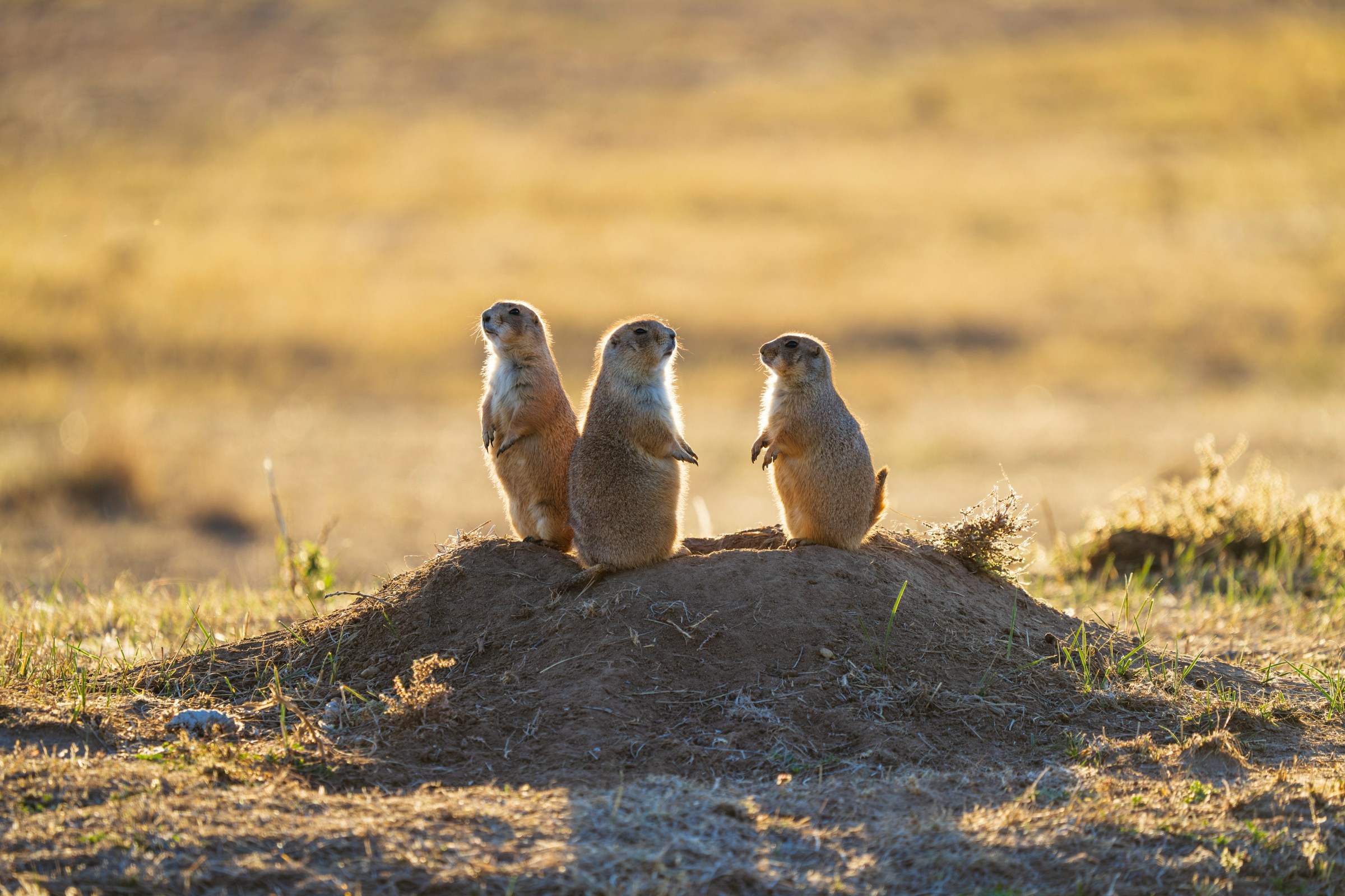 How to Appeal if Social Security Says You Owe Them Money